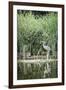 Grey Heron (Ardea Cinerea) by Waters Edge-Mark Doherty-Framed Photographic Print