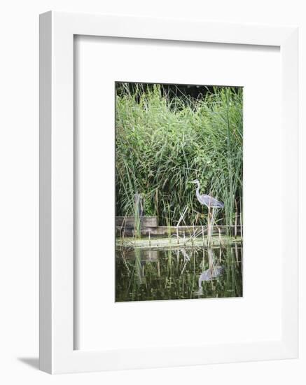 Grey Heron (Ardea Cinerea) by Waters Edge-Mark Doherty-Framed Photographic Print