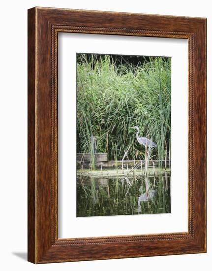 Grey Heron (Ardea Cinerea) by Waters Edge-Mark Doherty-Framed Photographic Print