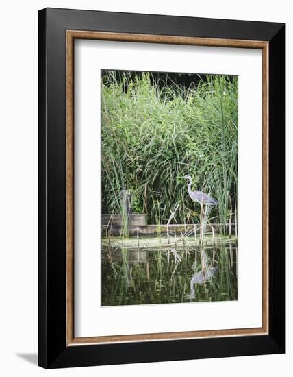 Grey Heron (Ardea Cinerea) by Waters Edge-Mark Doherty-Framed Photographic Print