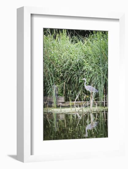 Grey Heron (Ardea Cinerea) by Waters Edge-Mark Doherty-Framed Photographic Print