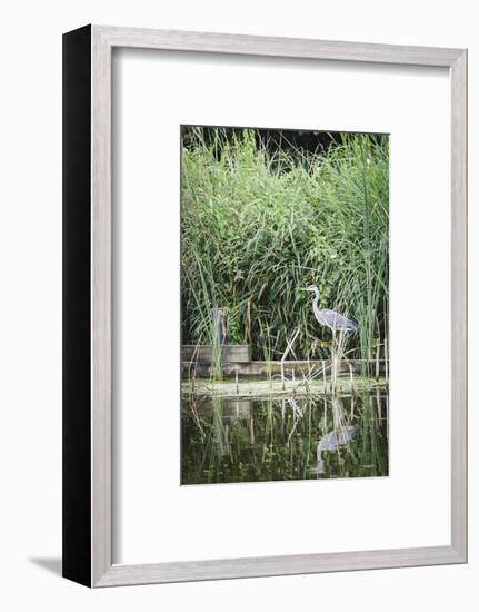 Grey Heron (Ardea Cinerea) by Waters Edge-Mark Doherty-Framed Photographic Print