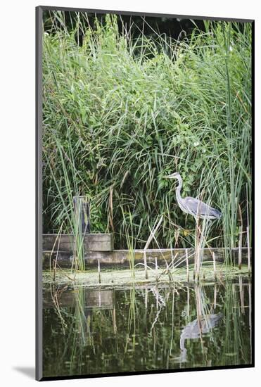 Grey Heron (Ardea Cinerea) by Waters Edge-Mark Doherty-Mounted Photographic Print