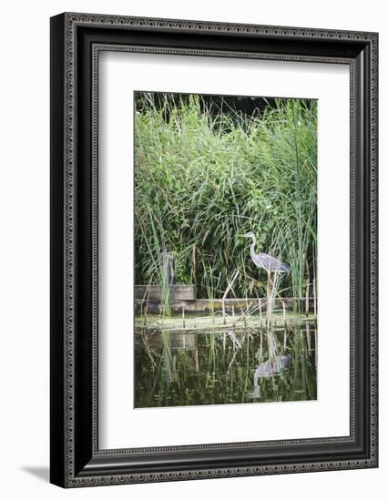 Grey Heron (Ardea Cinerea) by Waters Edge-Mark Doherty-Framed Photographic Print