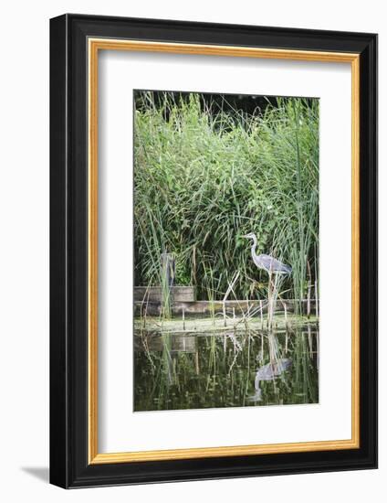 Grey Heron (Ardea Cinerea) by Waters Edge-Mark Doherty-Framed Photographic Print