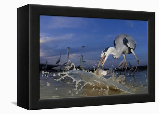 Grey Heron (Ardea Cinerea) Catching Fish, Taken With Remote Camera, Pusztaszer, Hungary, June-Bence Mate-Framed Premier Image Canvas
