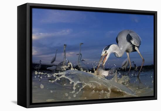 Grey Heron (Ardea Cinerea) Catching Fish, Taken With Remote Camera, Pusztaszer, Hungary, June-Bence Mate-Framed Premier Image Canvas