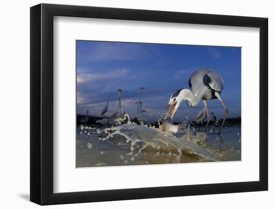 Grey Heron (Ardea Cinerea) Catching Fish, Taken With Remote Camera, Pusztaszer, Hungary, June-Bence Mate-Framed Photographic Print