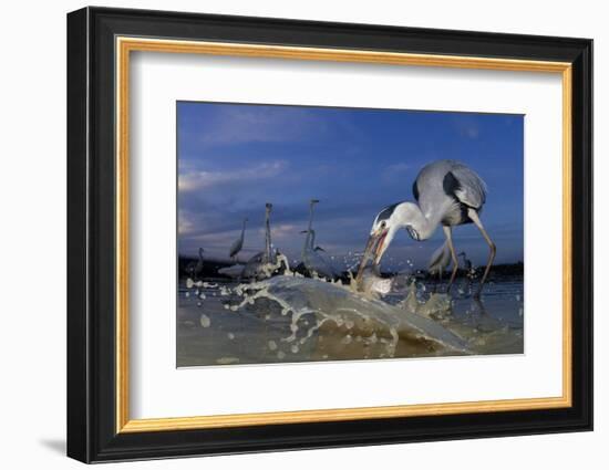 Grey Heron (Ardea Cinerea) Catching Fish, Taken With Remote Camera, Pusztaszer, Hungary, June-Bence Mate-Framed Photographic Print