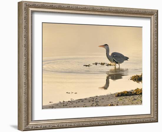 Grey Heron (Ardea cinerea), County Clare, Munster, Republic of Ireland, Europe-Carsten Krieger-Framed Photographic Print