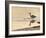 Grey Heron (Ardea cinerea), County Clare, Munster, Republic of Ireland, Europe-Carsten Krieger-Framed Photographic Print