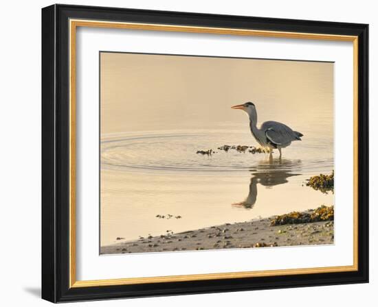 Grey Heron (Ardea cinerea), County Clare, Munster, Republic of Ireland, Europe-Carsten Krieger-Framed Photographic Print