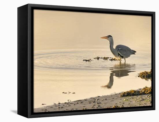 Grey Heron (Ardea cinerea), County Clare, Munster, Republic of Ireland, Europe-Carsten Krieger-Framed Premier Image Canvas