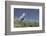 Grey Heron (Ardea Cinerea), Khwai Concession, Okavango Delta, Botswana, Africa-Sergio Pitamitz-Framed Photographic Print