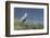 Grey Heron (Ardea Cinerea), Khwai Concession, Okavango Delta, Botswana, Africa-Sergio Pitamitz-Framed Photographic Print