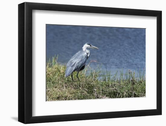 Grey Heron (Ardea Cinerea), Khwai Concession, Okavango Delta, Botswana, Africa-Sergio Pitamitz-Framed Photographic Print