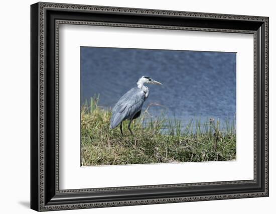 Grey Heron (Ardea Cinerea), Khwai Concession, Okavango Delta, Botswana, Africa-Sergio Pitamitz-Framed Photographic Print