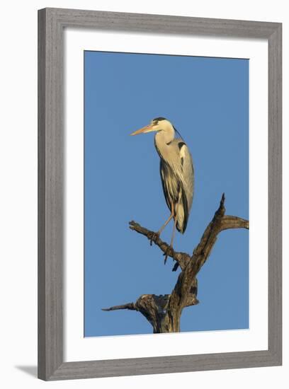 Grey Heron (Ardea Cinerea), Kruger National Park, South Africa, Africa-Ann & Steve Toon-Framed Photographic Print