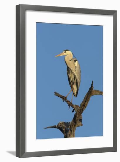 Grey Heron (Ardea Cinerea), Kruger National Park, South Africa, Africa-Ann & Steve Toon-Framed Photographic Print