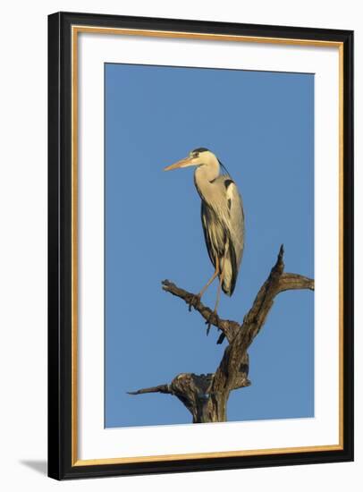 Grey Heron (Ardea Cinerea), Kruger National Park, South Africa, Africa-Ann & Steve Toon-Framed Photographic Print