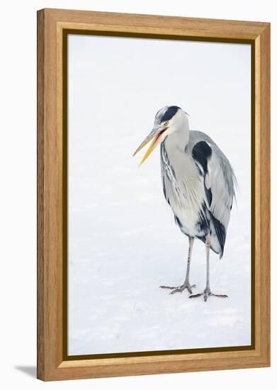 Grey Heron (Ardea Cinerea) on Ice, Beak Open, River Tame, Reddish Vale Country Park, Stockport, UK-Terry Whittaker-Framed Premier Image Canvas