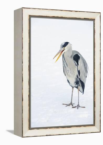 Grey Heron (Ardea Cinerea) on Ice, Beak Open, River Tame, Reddish Vale Country Park, Stockport, UK-Terry Whittaker-Framed Premier Image Canvas