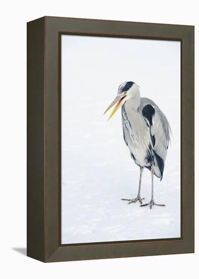 Grey Heron (Ardea Cinerea) on Ice, Beak Open, River Tame, Reddish Vale Country Park, Stockport, UK-Terry Whittaker-Framed Premier Image Canvas