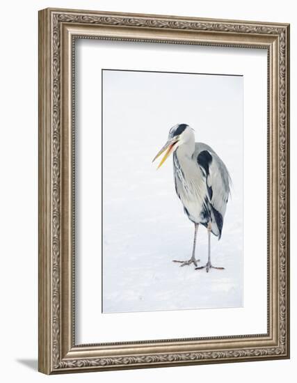Grey Heron (Ardea Cinerea) on Ice, Beak Open, River Tame, Reddish Vale Country Park, Stockport, UK-Terry Whittaker-Framed Photographic Print