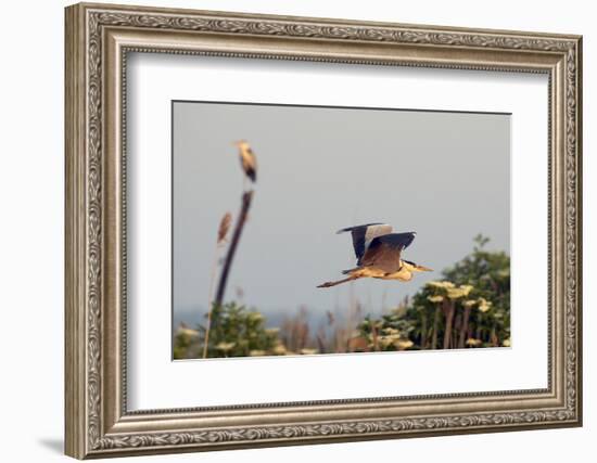 Grey Heron (Ardea Cinerea) Pusztaszer, Hungary, May 2008-Varesvuo-Framed Photographic Print