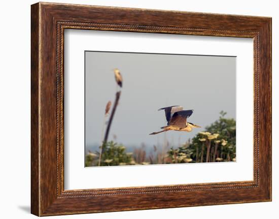 Grey Heron (Ardea Cinerea) Pusztaszer, Hungary, May 2008-Varesvuo-Framed Photographic Print