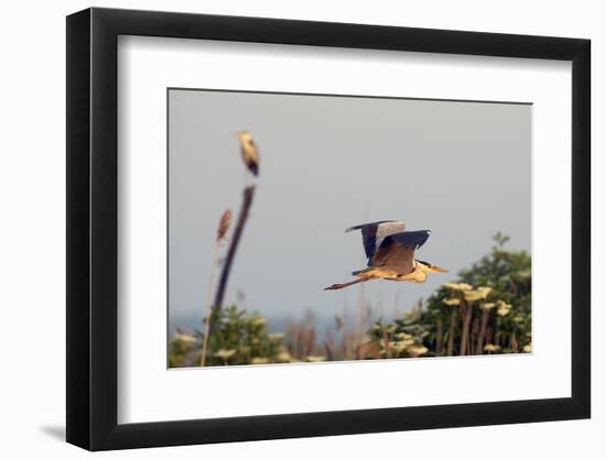 Grey Heron (Ardea Cinerea) Pusztaszer, Hungary, May 2008-Varesvuo-Framed Photographic Print