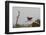 Grey Heron (Ardea Cinerea) Pusztaszer, Hungary, May 2008-Varesvuo-Framed Photographic Print