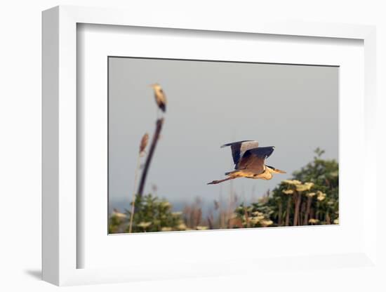 Grey Heron (Ardea Cinerea) Pusztaszer, Hungary, May 2008-Varesvuo-Framed Photographic Print