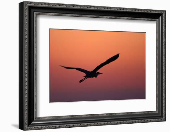 Grey Heron (Ardea Cinerea) Silhouette in Flight at Sunset, Pusztaszer, Hungary, May 2008-Varesvuo-Framed Photographic Print