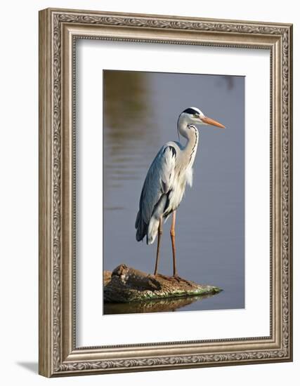 Grey Heron : Ardea Cinerea : South Africa-Johan Swanepoel-Framed Photographic Print