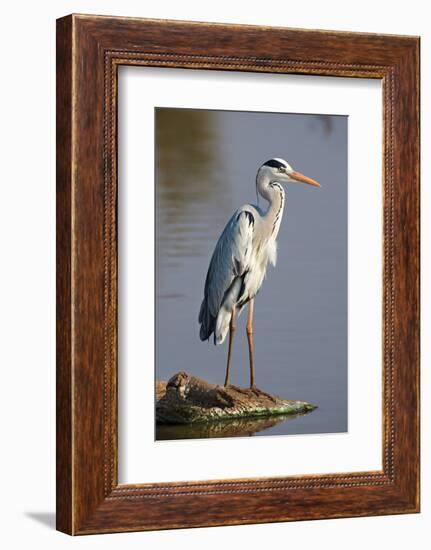 Grey Heron : Ardea Cinerea : South Africa-Johan Swanepoel-Framed Photographic Print
