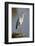 Grey Heron : Ardea Cinerea : South Africa-Johan Swanepoel-Framed Photographic Print