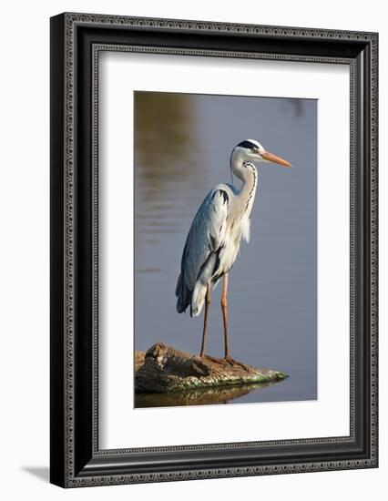 Grey Heron : Ardea Cinerea : South Africa-Johan Swanepoel-Framed Photographic Print