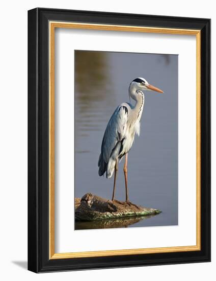 Grey Heron : Ardea Cinerea : South Africa-Johan Swanepoel-Framed Photographic Print