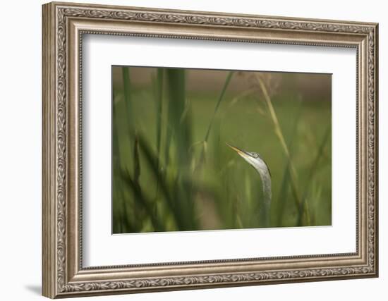 Grey heron (Ardea cinerea), United Kingdom, Europe-Janette Hill-Framed Photographic Print