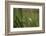 Grey heron (Ardea cinerea), United Kingdom, Europe-Janette Hill-Framed Photographic Print