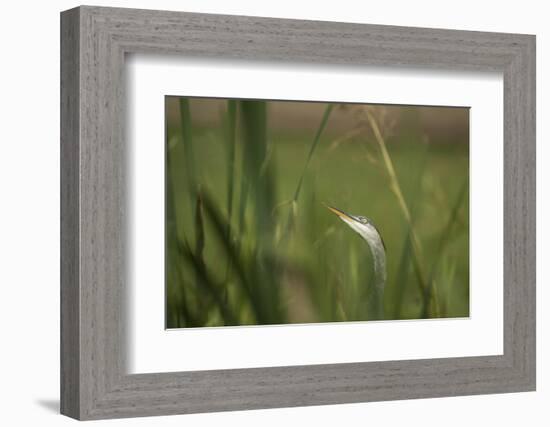 Grey heron (Ardea cinerea), United Kingdom, Europe-Janette Hill-Framed Photographic Print