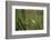 Grey heron (Ardea cinerea), United Kingdom, Europe-Janette Hill-Framed Photographic Print