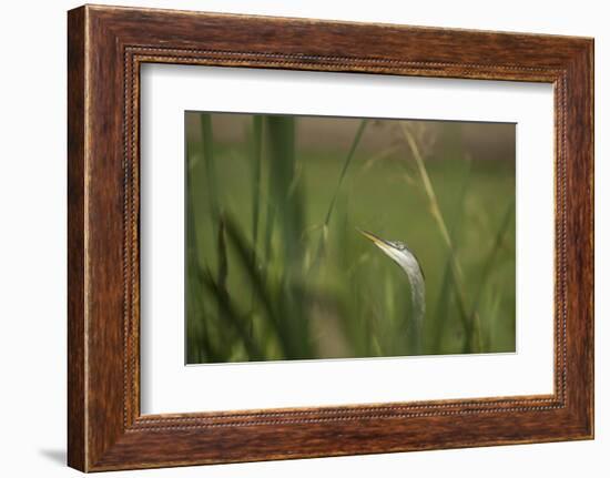 Grey heron (Ardea cinerea), United Kingdom, Europe-Janette Hill-Framed Photographic Print