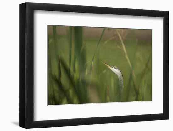 Grey heron (Ardea cinerea), United Kingdom, Europe-Janette Hill-Framed Photographic Print