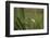 Grey heron (Ardea cinerea), United Kingdom, Europe-Janette Hill-Framed Photographic Print