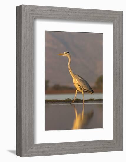 Grey heron (Ardea cinerea), Zimanga private game reserve, KwaZulu-Natal, South Africa, Africa-Ann and Steve Toon-Framed Photographic Print