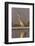 Grey heron (Ardea cinerea), Zimanga private game reserve, KwaZulu-Natal, South Africa, Africa-Ann and Steve Toon-Framed Photographic Print