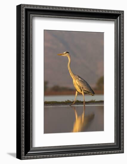 Grey heron (Ardea cinerea), Zimanga private game reserve, KwaZulu-Natal, South Africa, Africa-Ann and Steve Toon-Framed Photographic Print