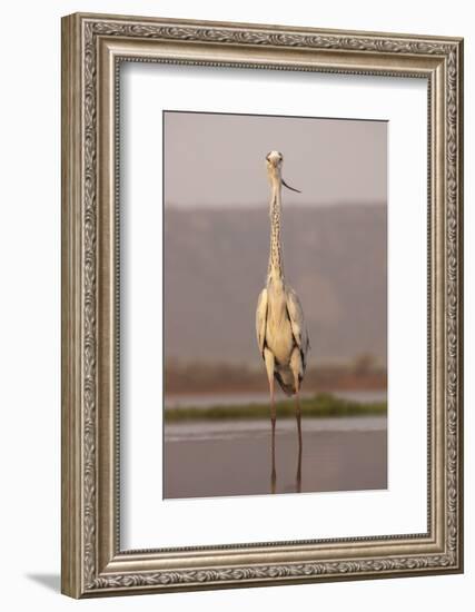 Grey heron (Ardea cinerea), Zimanga private game reserve, KwaZulu-Natal, South Africa, Africa-Ann and Steve Toon-Framed Photographic Print